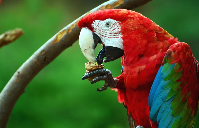 With its vivid red plumage and flashes of blue and green, the red-and-green macaw brings some of the most striking colors of tropical wildlife into the forest canopy