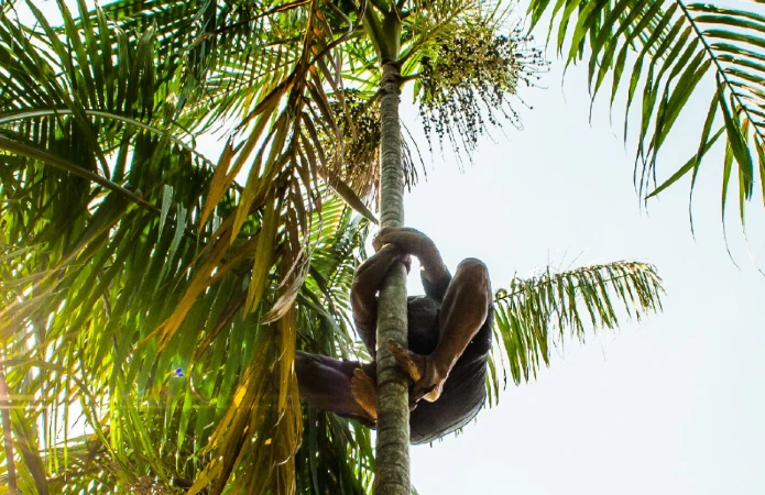 where the açaí is brazilian fruit palm has long been part of local food culture