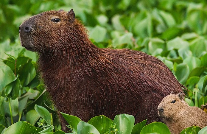 Capybaras often rest in groups near the water