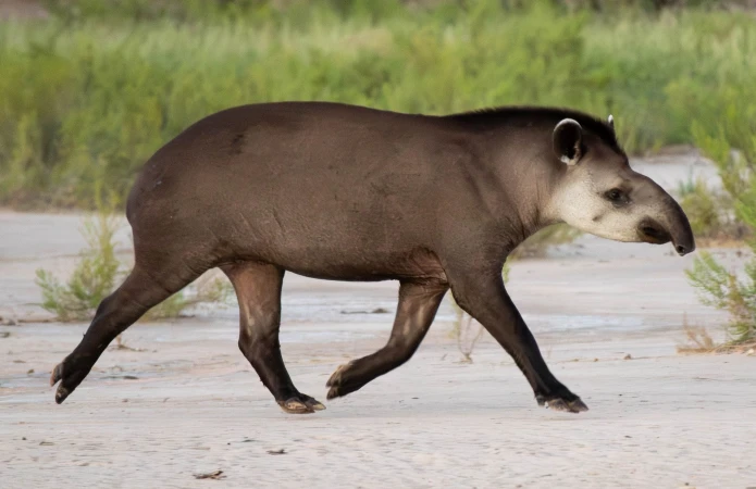 Brazilian Tapir largest south american mammal