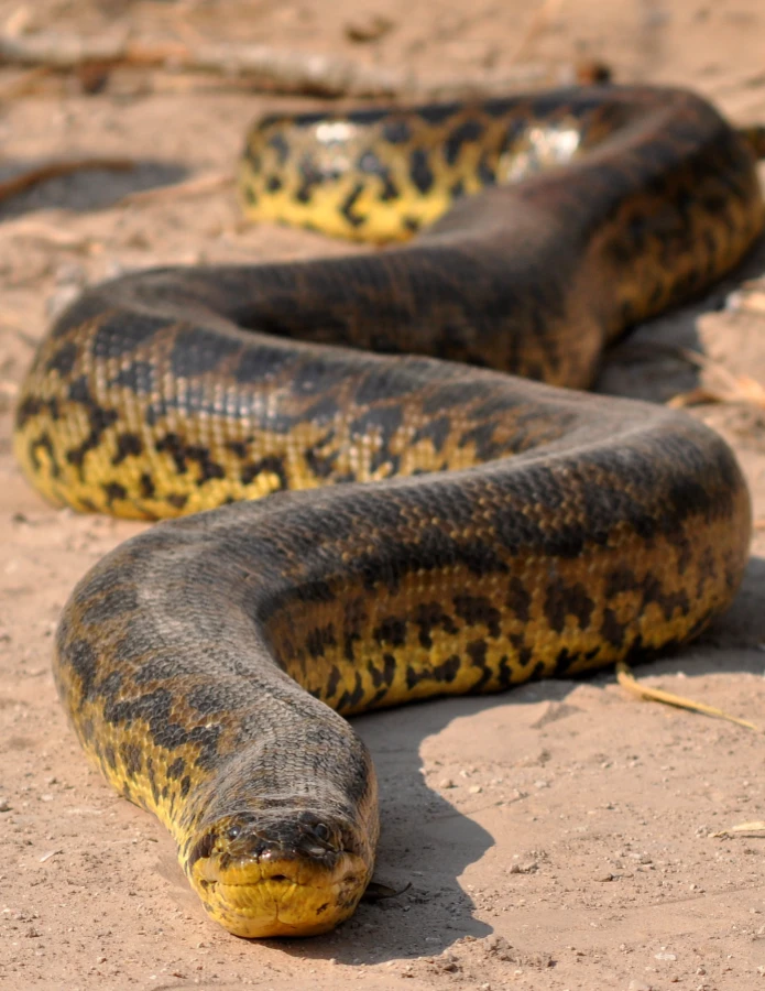 The yellow anaconda is closely adapted to wetlands
