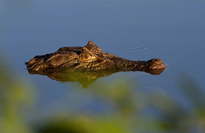Yacare caiman is a familiar predator of the Pantanal