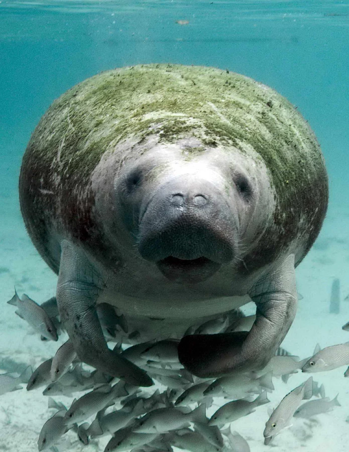 The West Indian manatee is a peaceful herbivore found in shallow coastal waters, estuaries