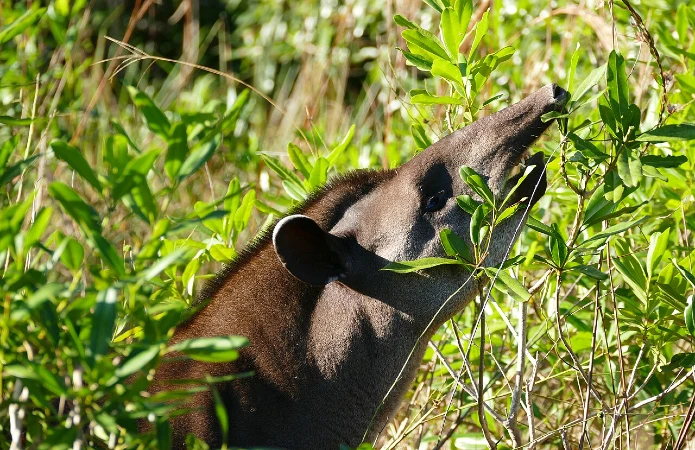 Tapirus terrestris