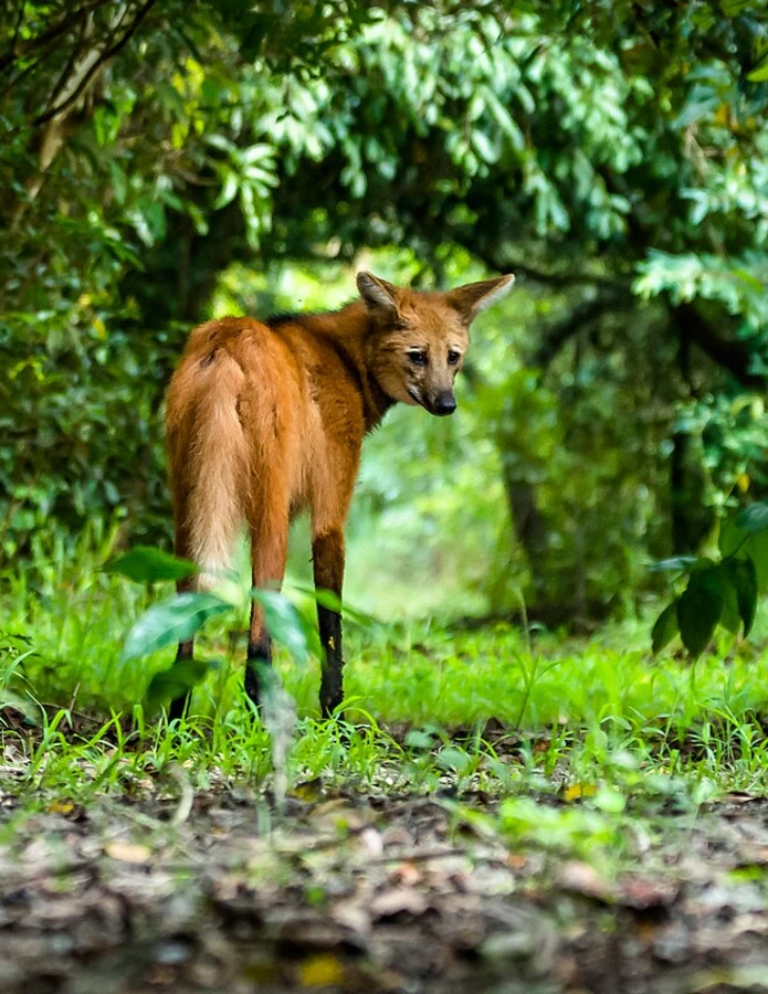 the maned wolf represents the distinctive wildlife