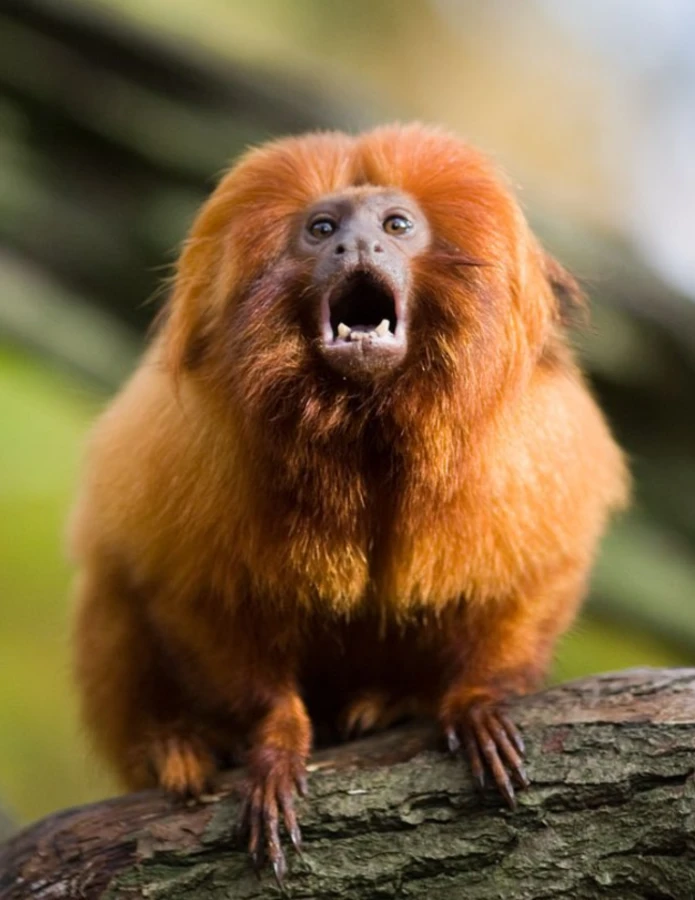 the golden lion tamarin is one of the country's most distinctive mammals.