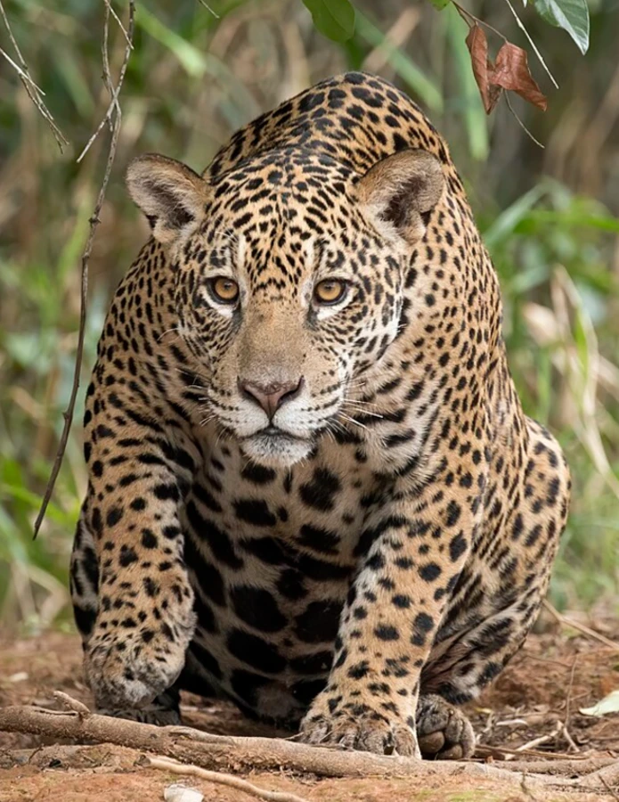 The jaguar is one of the most powerful and recognizable animals of Brazil.
