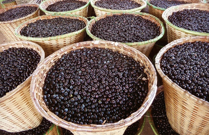 The pulp can be frozen, blended and combined with different ingredients while maintaining its characteristic color and flavor.