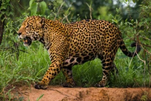 Jaguar