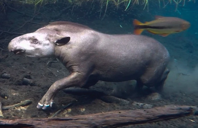 The Brazilian tapir combines an imposing appearance with a quiet way of life and an important ecological role. 