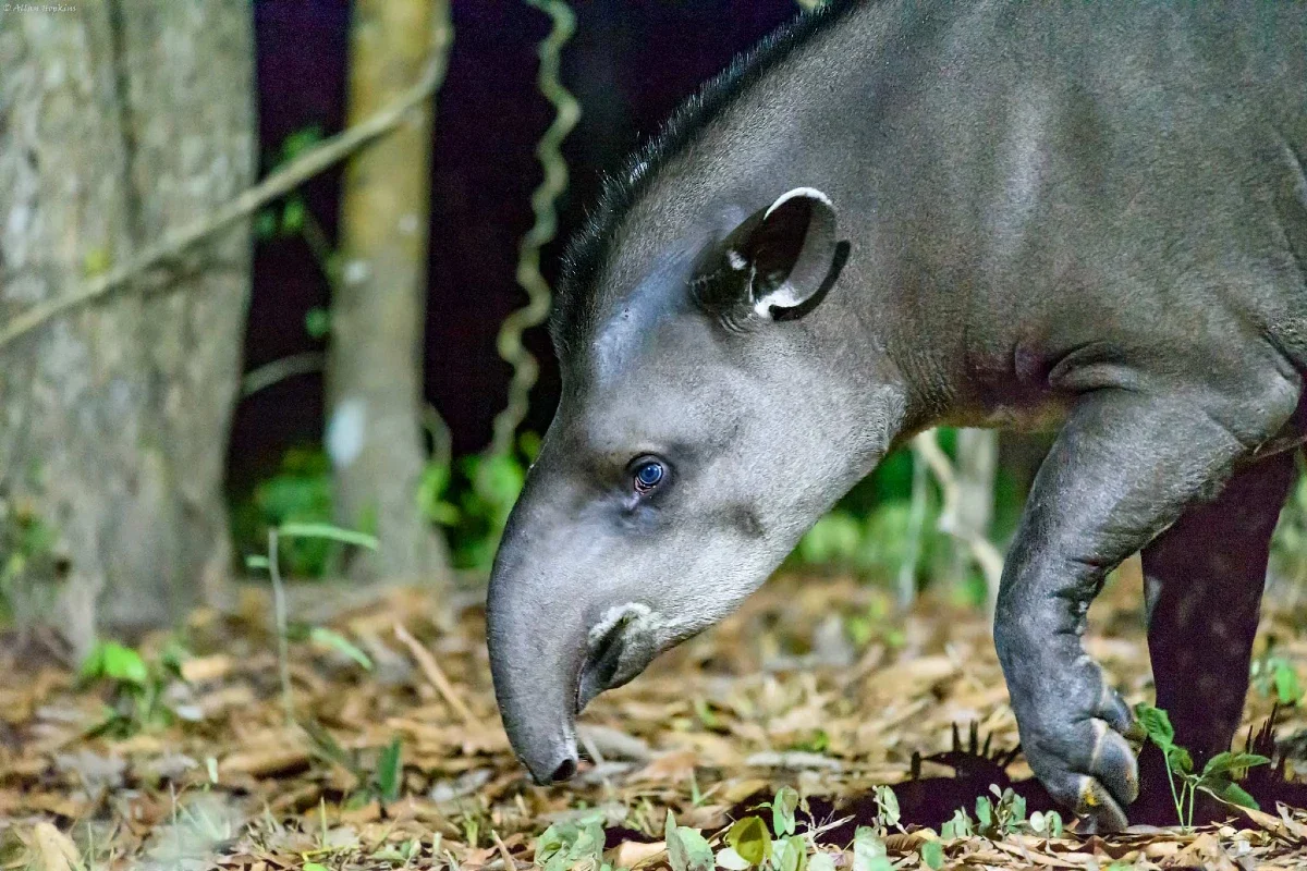Brazilian Tapir